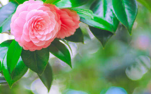 blooms-and-shrooms:  Pink Corsage by simzcom 