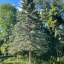 pinetree117