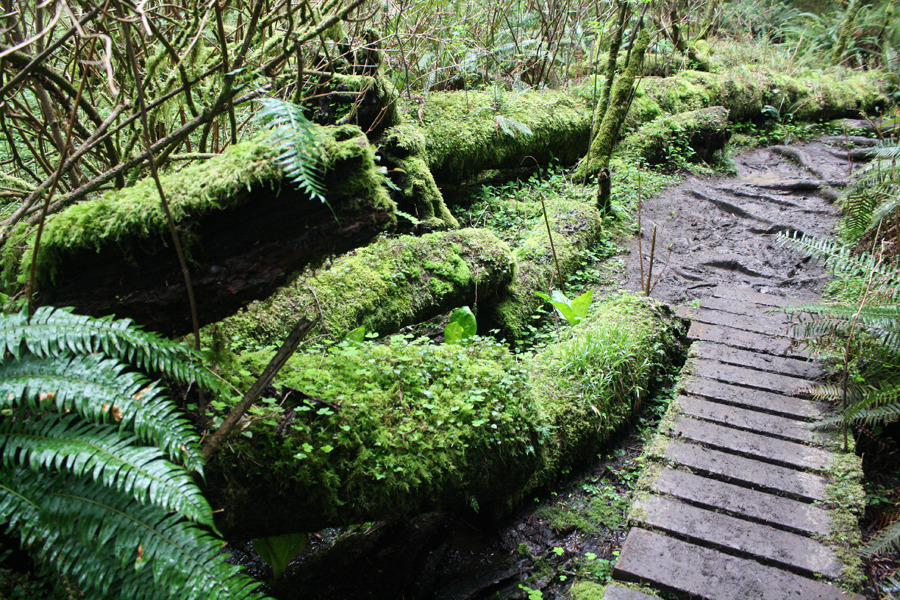 bright-witch: The Nature Conservancy//Forest Service’s Cascade Head Trails ♢