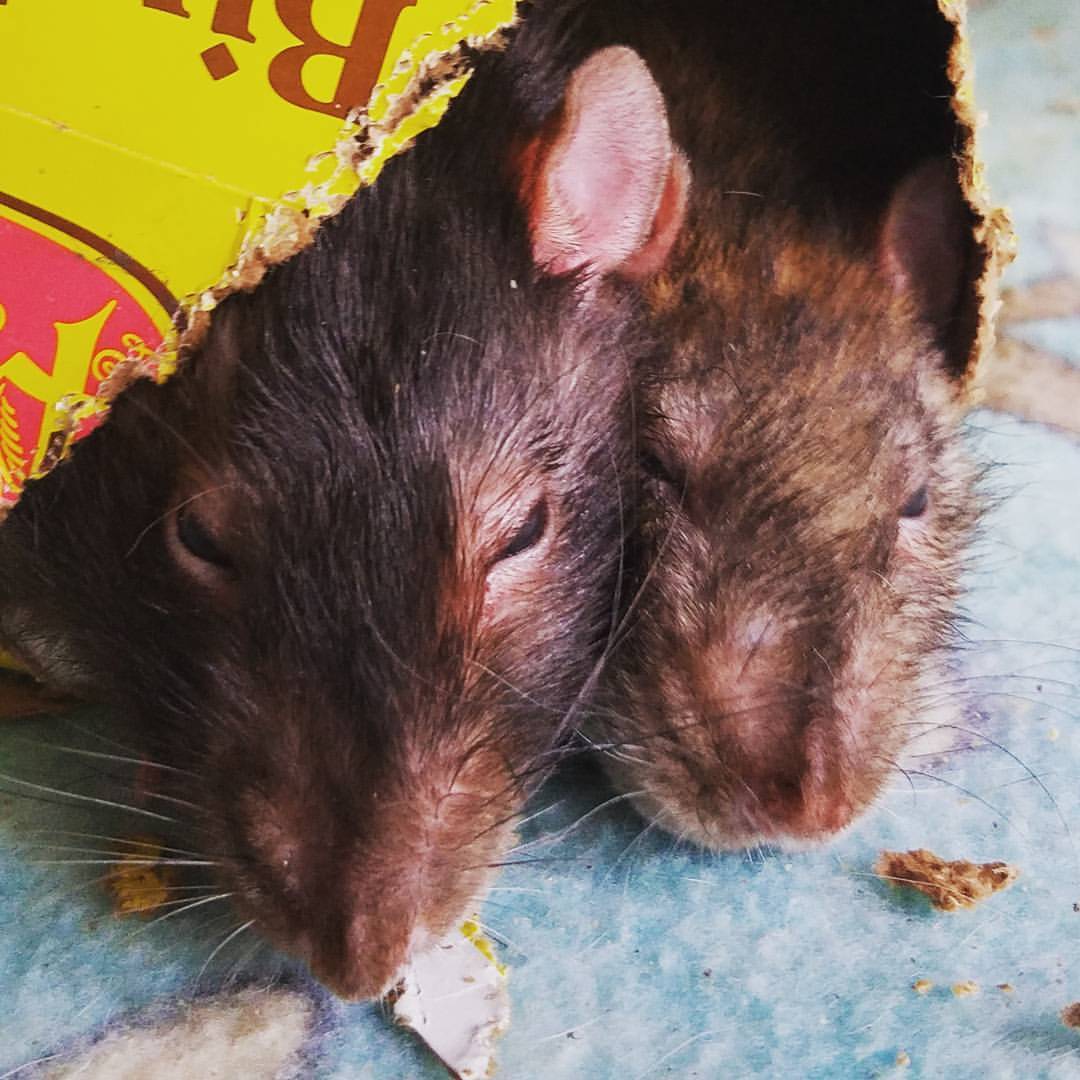 Two-headed Boy 🐀🐀 #rats
