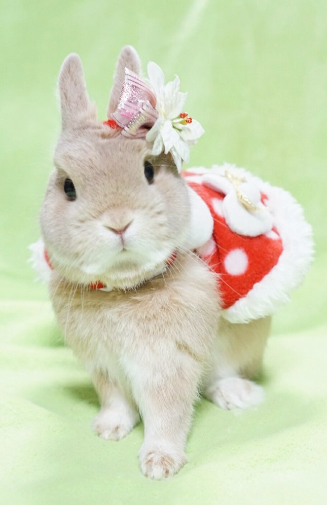zorobunny: carudamon119:  nao〜☆‏@evo3183サンタいないよ🎅✨🎄✨