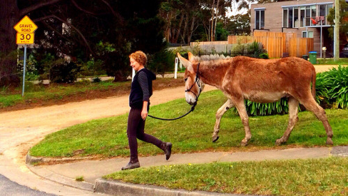 They walk big dogs around here…
Donkey on Flickr.