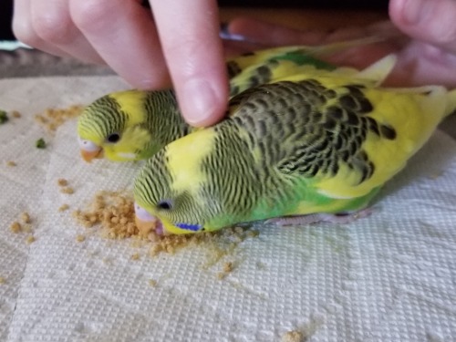 Kappa flew three times today, and hung out with mom and dad on the bird playground for a little whil