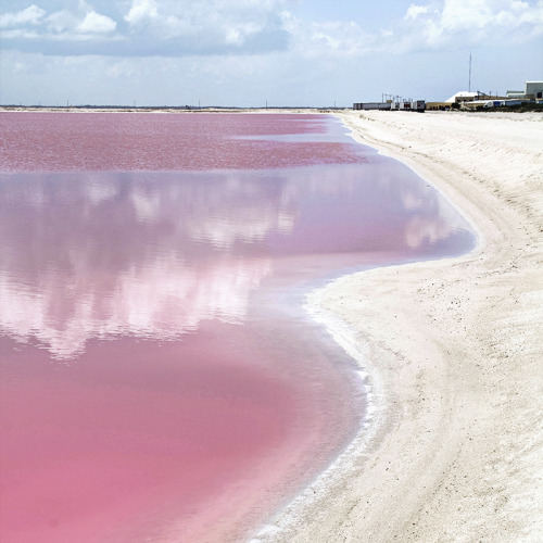 studiovq: Pink lakes filled with salt. The adult photos