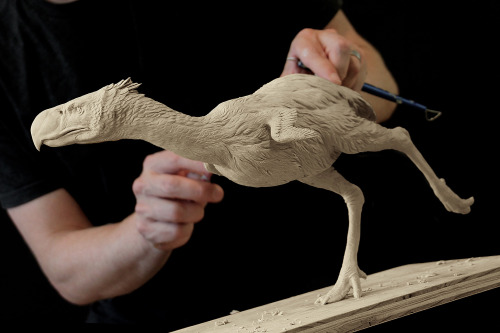 bluerhinostudio:We know you want to see more of our Terror Bird diorama…Flesh reconstruction 