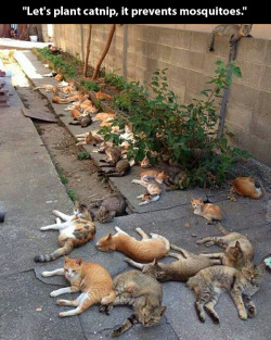 victoriaburnem:  jumpingjacktrash:  gwylock1:  t3hsiggy:  pleatedjeans:  via  this is the funniest picture I’ve ever seen holy fuuuuck  lose mosquitoes… acquire cats  - fuckin two birds one stone  scratch my dye flowers garden idea, just gonna replace