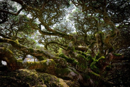 Japon.Hakone.Kyoto (bamboo forrest at Harashiyama).Kanmangafuchi Abyss