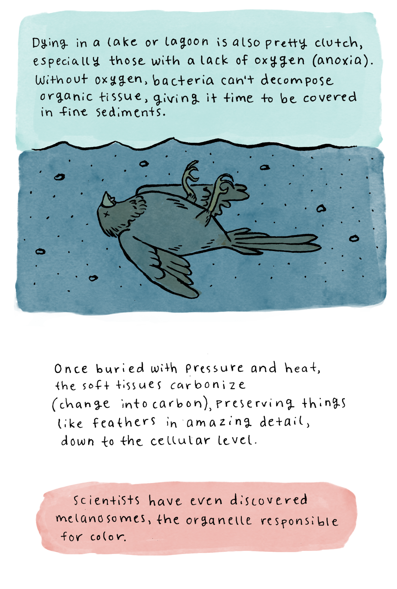 Fossils