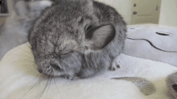 foxinu:  cute baby chinchilla sounds! - ft Totoro