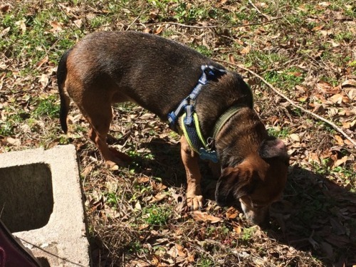 kuttithevangu:It’s a good day to eat acorns with one ear on backwards