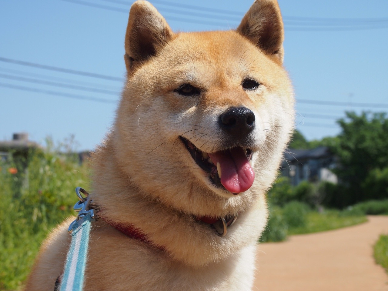 shibainu-komugi:  今日の柴犬の小麦さん #shiba #dog #komugi #柴犬
