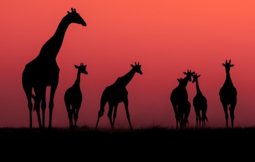 animallery: Giraffe Sunset (by Andrew Schoeman)