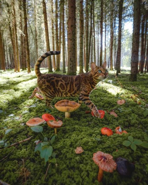 Sukiicat