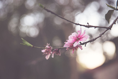 bridieellenphotography:h a z e . 