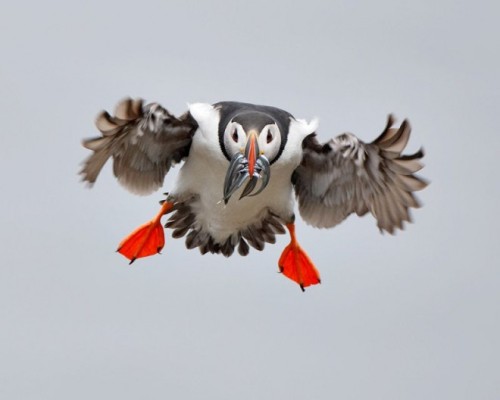 Porn photo Flying fish (Atlantic Puffin)