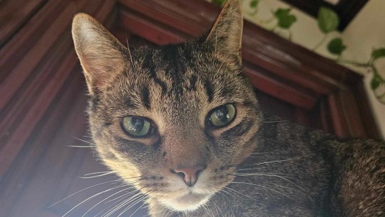 Donate to Save Bugga's Smile: Fundraiser for Dental Surgery, organized by Marissa DeJesus