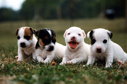 thebabyanimals:  beautiful blog full of baby animals!
