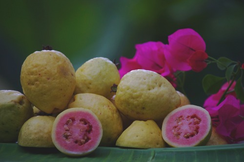 naturalistinnicaragua:Our guava tree has produced it’s first beauteous bounty! 