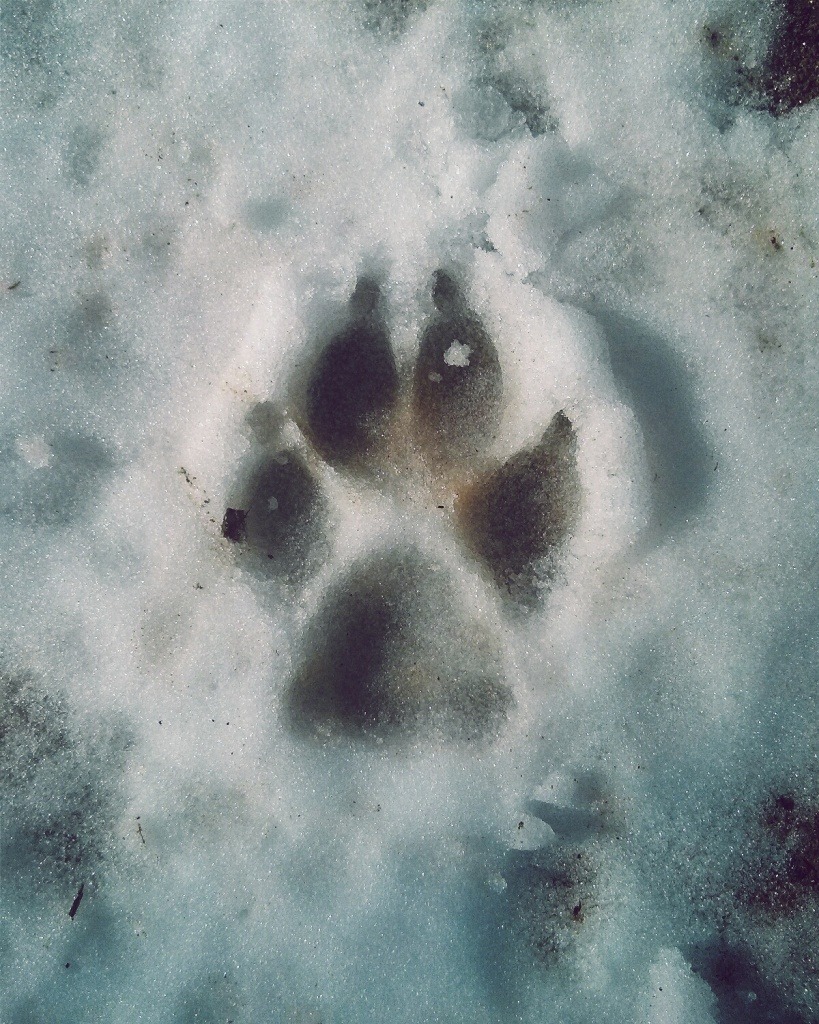 danielodowd:  axelolson