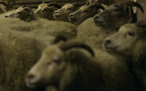 pierppasolini:Lamb (2021) // dir. Valdimar Jóhannsson  