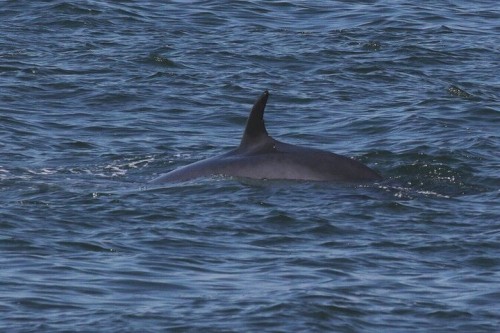 The Naming of Things is back, looking at those stinky Minkes! (link in bio)⠀ Photo by @whalegirlorg 