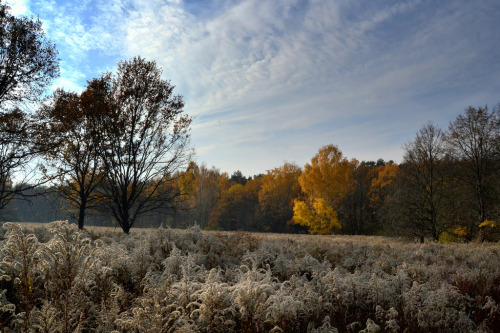 allthingseurope:  Moscow Oblast, Russia (by Constantine Fedoroff) 