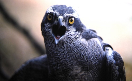 Northern Goshawk (Accipiter gentilis)© James Steffen