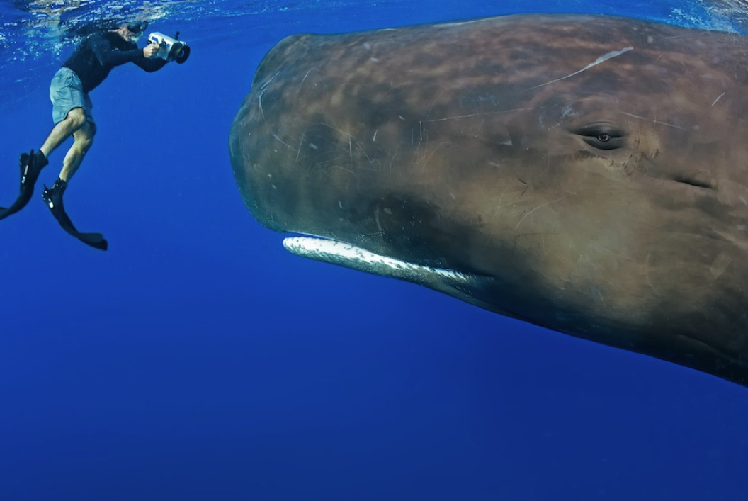 awkwardsituationist:  these pictures of spem whales were taken by dr. peter g. allinson