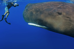 awkwardsituationist:  these pictures of spem whales were taken by dr. peter g. allinson off the coast of dominica, who says he spends four days to a week trying to photograph the animals. divers only use snorkels when swimming with the whales, so as not
