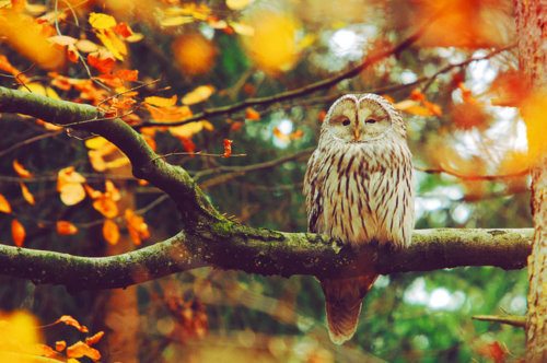 autumn-cosy:elegant-autumn:autumn blog all year round that follows back☾☯✿♡ Autumn Blog 365 Days a Y