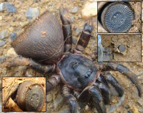 Ancient coin? Oreo cookie? Nope…Meet the spiders of genus Cyclocosmia (also called trapdoor s