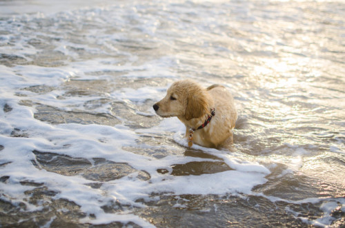 sidetongue:he doesn’t know how to walk through water; he always has to LEAP