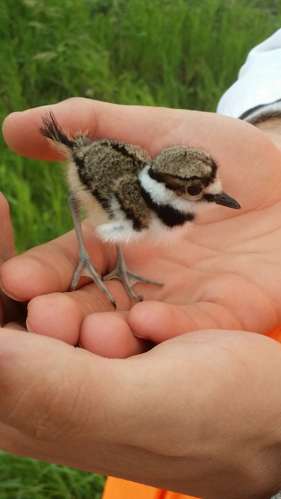 cute-overload:  Saved this little guy from being eaten by a Crow.http://cute-overload.tumblr.com