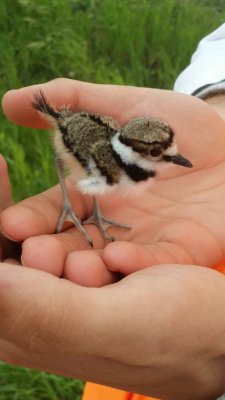 Cute-Overload:  Saved This Little Guy From Being Eaten By A Crow.http://Cute-Overload.tumblr.com