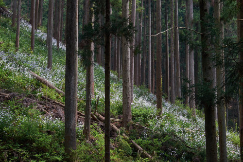 90377:Forest flowers by hugo benichi