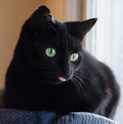 a very cute black cat with blep