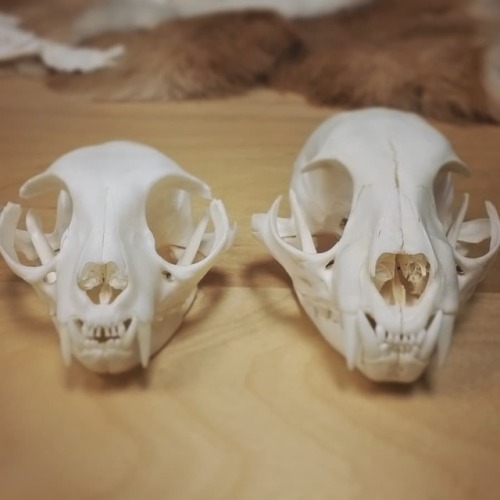 A cleaned house cat skull next to a smallish bobcat skull. #taxidermy #weirdcitytaxidermy #skulls #b