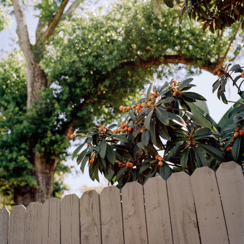 ninebagatelles:  Grace Ann Leadbeater From her project A Mouthful of Sun