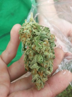 therealsmokeyyyy: Kush 