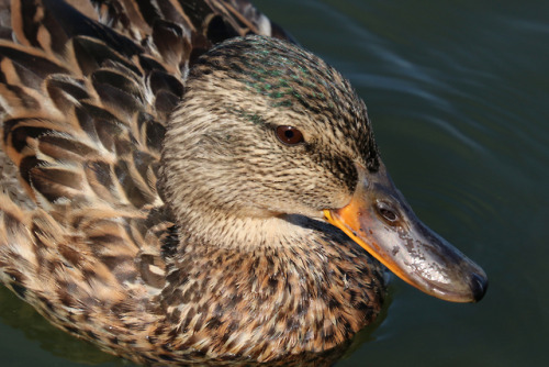 Mallard/gräsand (female). 