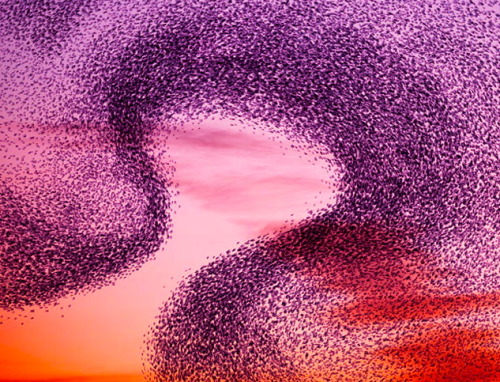 fohk:  Alain Delorme captures the balletic murmurations of wild birds source 