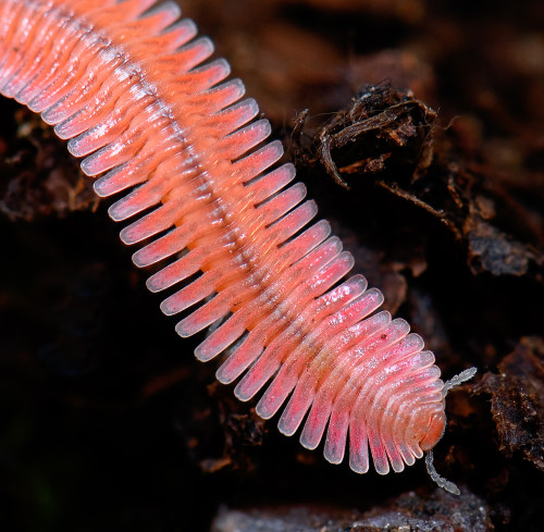 humblegrub:onenicebugperday:Brachycybe lecontii millipedes, native to North AmericaPhoto 1 byMarshal