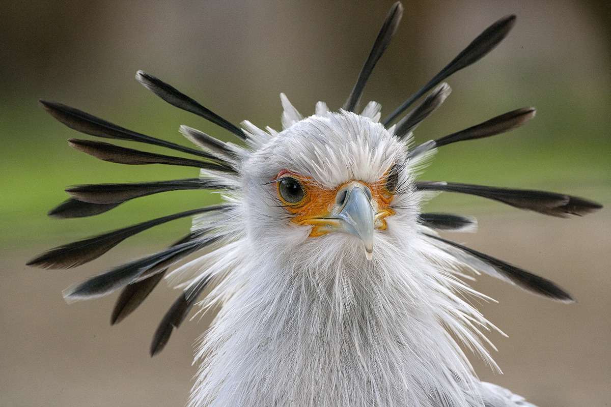 sdzsafaripark:  Do you know how the world’s tallest raptor, the secretary bird,