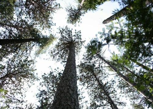 Red pines in Algonquin park. pgkealey