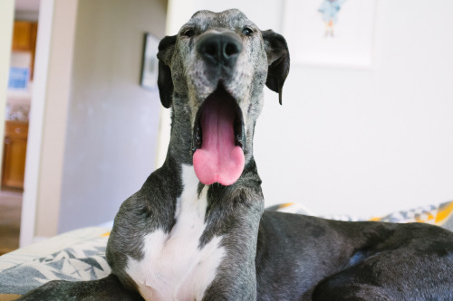 adrienleavitt:  dinosaur yawn.