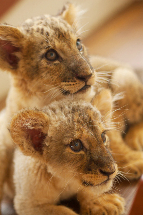wonderous-world:  Cubs by Masashi