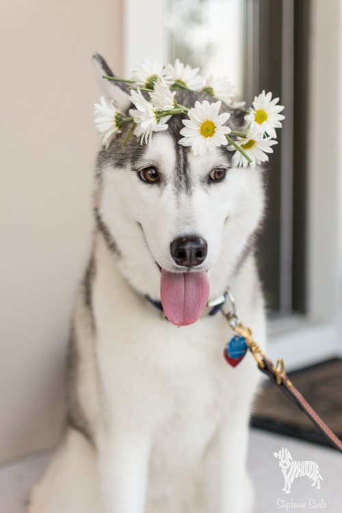 huskyhuddle:  123treats-com:  huskyhuddle:  HubbleMay 18, 2015  She looks so pretty! 😍👀  *He! Hubble is a boy :)
