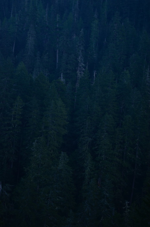 haleywillner: Shadow Lands - Olympic National Forest Photography | Haley Willner