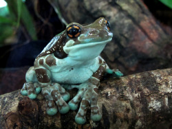 sixpenceee:  The Amazon milk frog  is a large species of arboreal frog native to the Amazon Rainforest in South America. It is sometimes referred to as the blue milk frog. They are insectivorous. They will consume almost any type of small arthropod