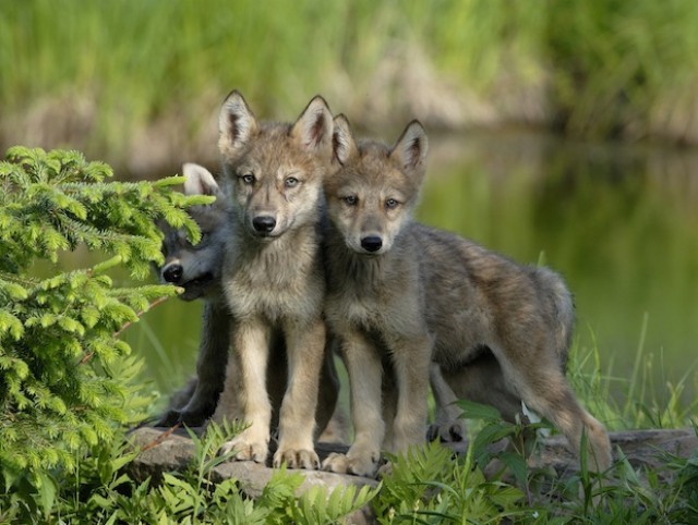 wolveswolves:  By Stephen J. Krasemann